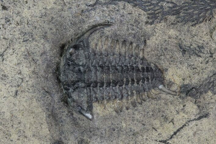 Bargain, Ceraurus Trilobite - Walcott-Rust Quarry, NY #96021